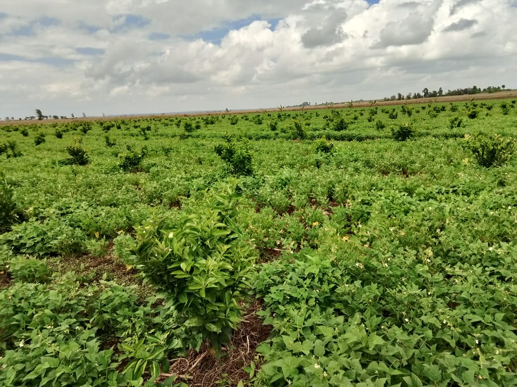 Laikipia Ranches tweet media