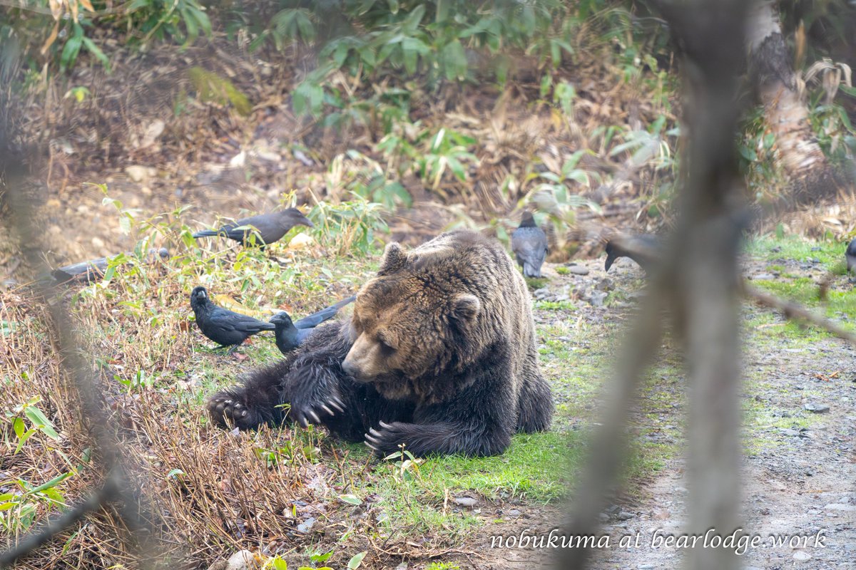 のぶクマ🐻羆と香辛料 (@kumar0001) / Posts / X