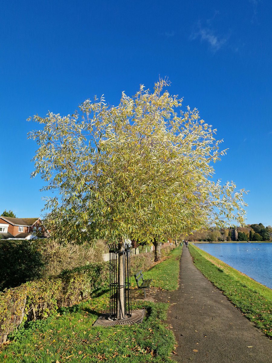 A happy fourth birthday to the fifth incarnation of Johnson’s Willow, planted on 2 November 2021 (left). As a comparison with the image on the right (taken today) will show, the tree has made substantial growth since then – and, thanks to the weather, is still largely in leaf.