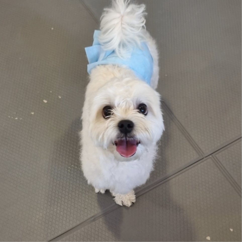 doori0714's tweet photo. 그 당시 다사개 공고
저기 적힌 내용 모두가 맞았다...^^!
사람 좋아하지만 소유공격성 강하고 짖음도 엄청 심하고 분리불안보다는 고립불안 있었고 슬개골도 양쪽 다 4기 탈구상태였다 https://t.co/VPBGbBbaV6