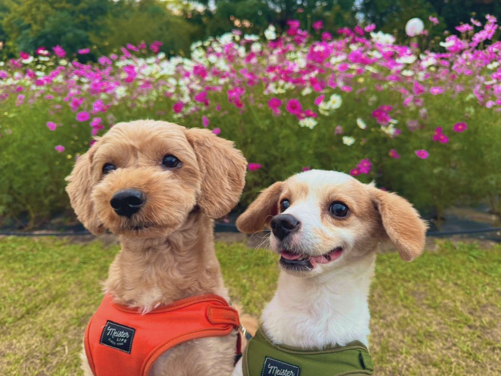 1h0r2k8's tweet image. 本日は🐶連れて花博鶴見緑地公園へ⛲️