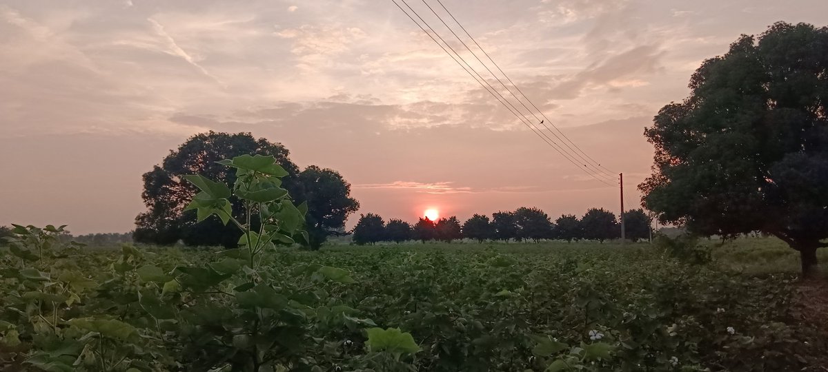 The beautiful sunset seen from my farm.
Every evening reminds me how peaceful life close to nature truly is. 🌾✨
#Sunset #FarmLife #NatureBeauty