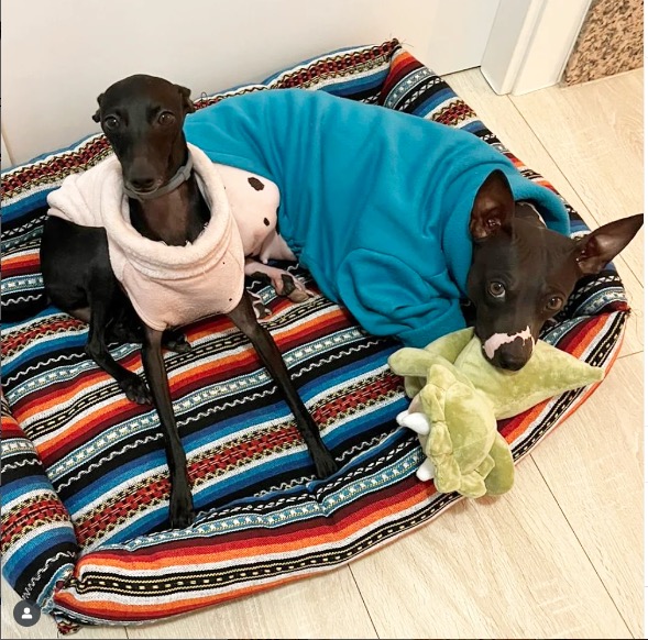 InfoHundsfutter's tweet photo. #Camas para #perros muy #recomendadas por #gatos. Mejor compra dos. https://t.co/hwahZRCxB6