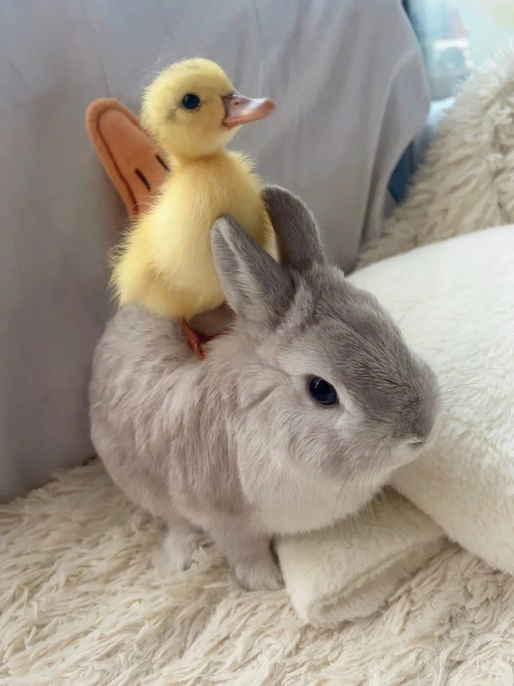 blisswhispers01's tweet photo. Quack vibes only 🦆
Exploring @wallchain more each day and seeing how real influence gets rewarded.
From genuine engagement to $Quack points that actually matter, every interaction counts.
Creators aren’t just counted they’re valued on-chain.
#Wallchain #QuackUp #Web3Creators https://t.co/kEscuFQXCH