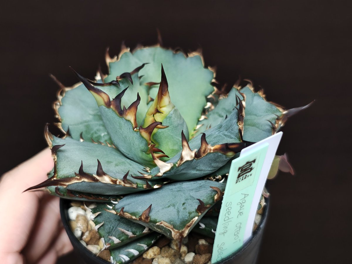 抜き苗✨レア♥️蜜桃プリン✕Prodidity✨ レア種・新品種 | PUKUBOOK SUCCULENTS