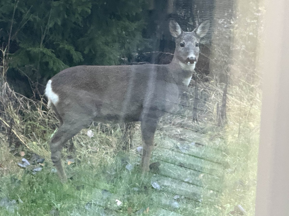 deer in my yard