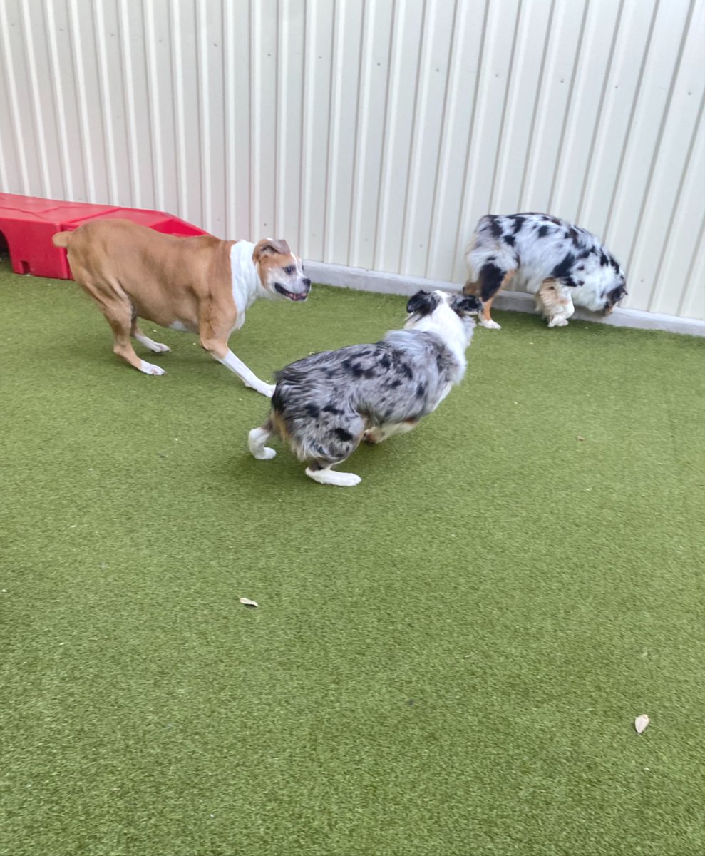 metro_plano's tweet image. Nothing like a good chase to start the day right ☀️🐕
#MetroAnimals #PlanoTexas #DogsOfTexas