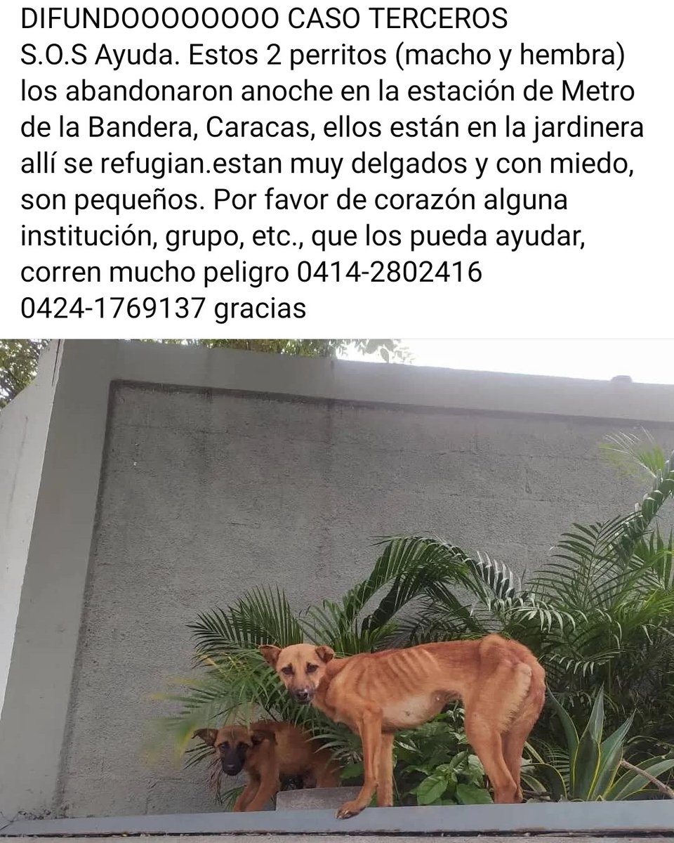 PerroUsuario's tweet image. URGE hogar temporal o resguardo. Están en alto riesgo. Caracas