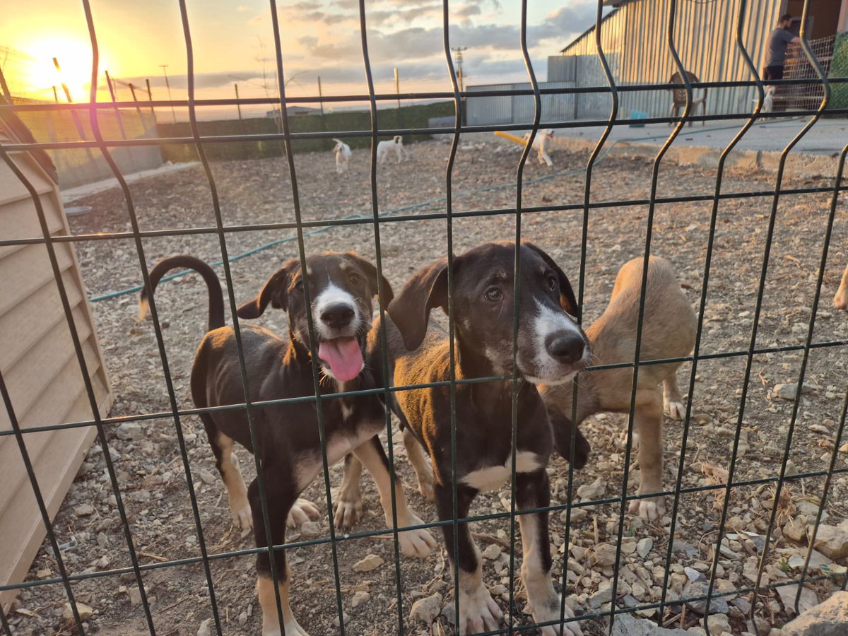 Yuva arayan tam 11 yavru köpeğimiz var. Pansiyona getirilen bir dişi hamileymiş ve sahipleri yavruların masrafını karşılayamayacağını, beşiktaş’a salacağını söylüyor. Pansiyon sahibinin zaten çok sayıda sahiplendiği sokak hayvanı var. Bu kadar köpeğin masrafının altından