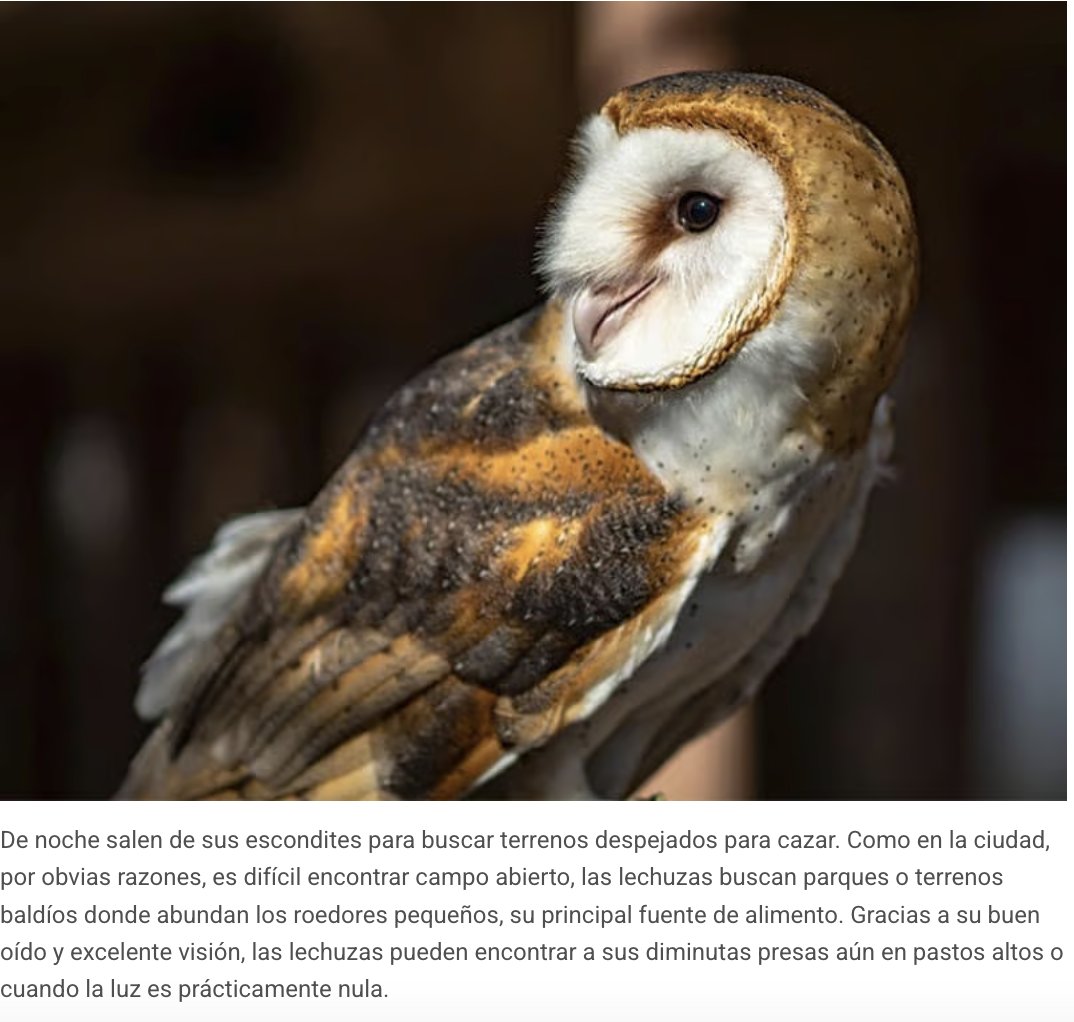 localmx_'s tweet image. #FaunaLocal En las noches de la capital, uno ya no puede ver tantas aves nocturnas pero con suerte, entre el reflejo de las luces quizá encuentres una lechuza de campanario. LEE LA NOTA AQUÍ: local.mx/ciudad-de-mexi…