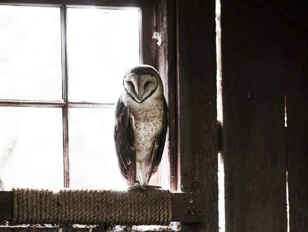 localmx_'s tweet image. #FaunaLocal En las noches de la capital, uno ya no puede ver tantas aves nocturnas pero con suerte, entre el reflejo de las luces quizá encuentres una lechuza de campanario. LEE LA NOTA AQUÍ: local.mx/ciudad-de-mexi…