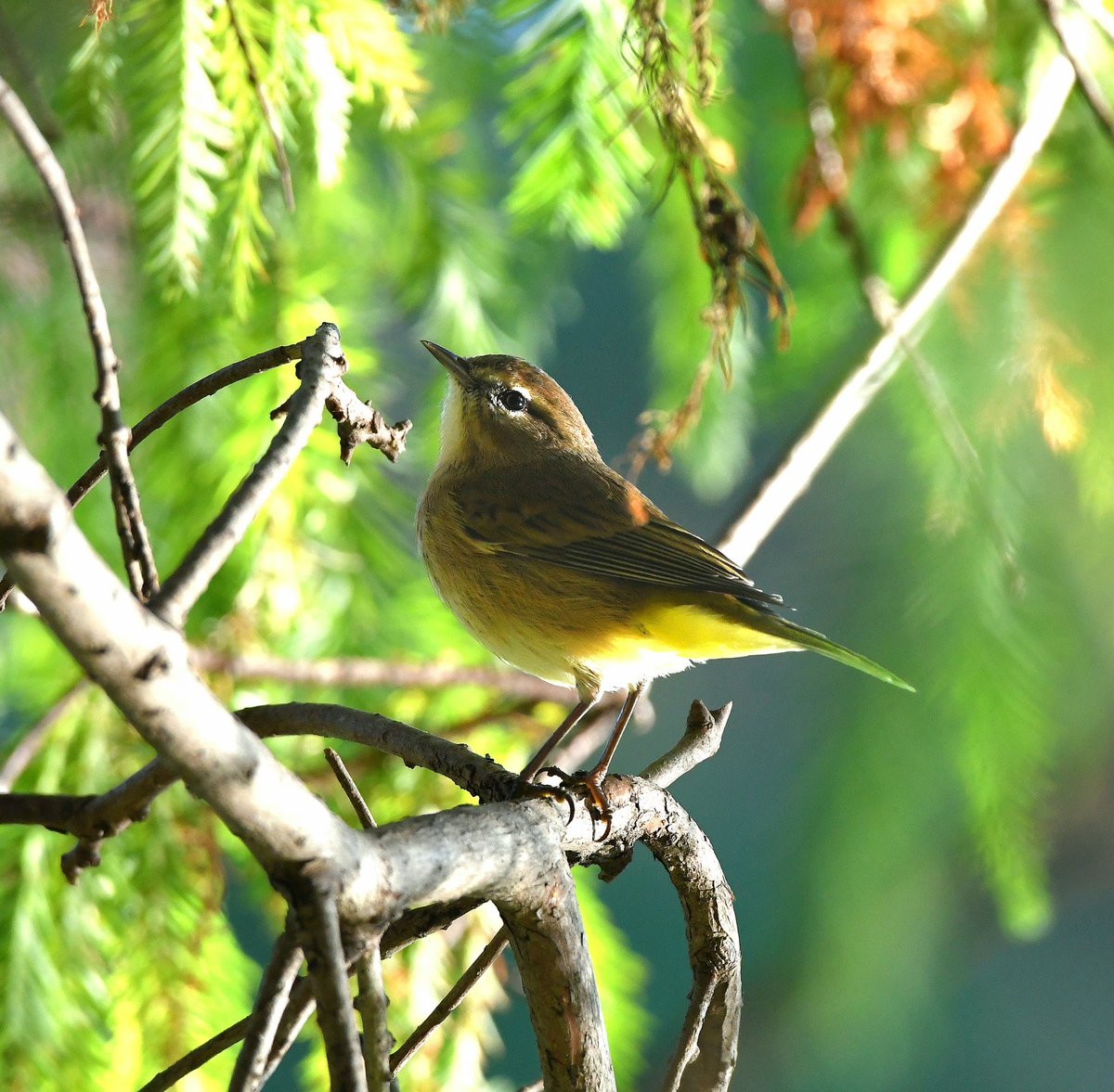 Twitchy little palm warbler. 🐦