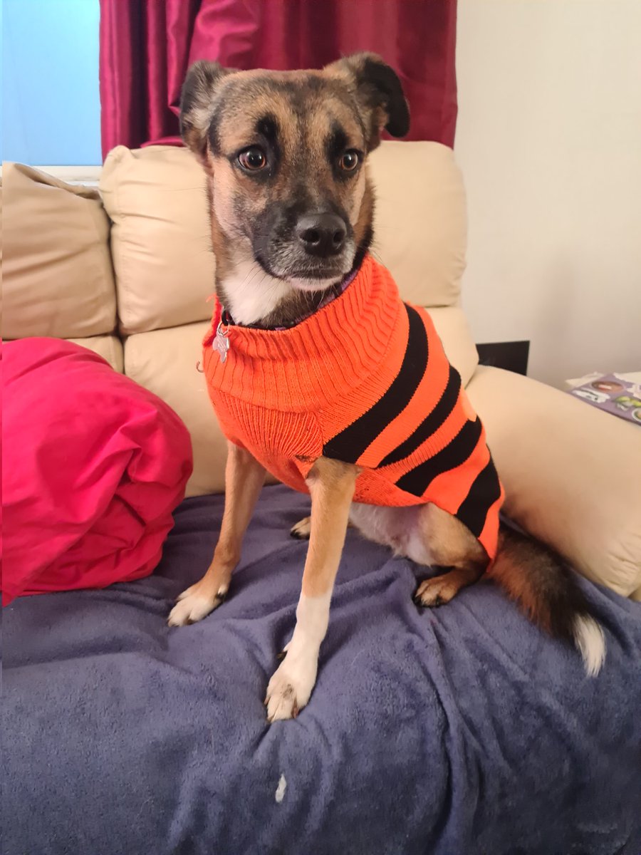 Dr. Candice Majewski 💙 tweet media