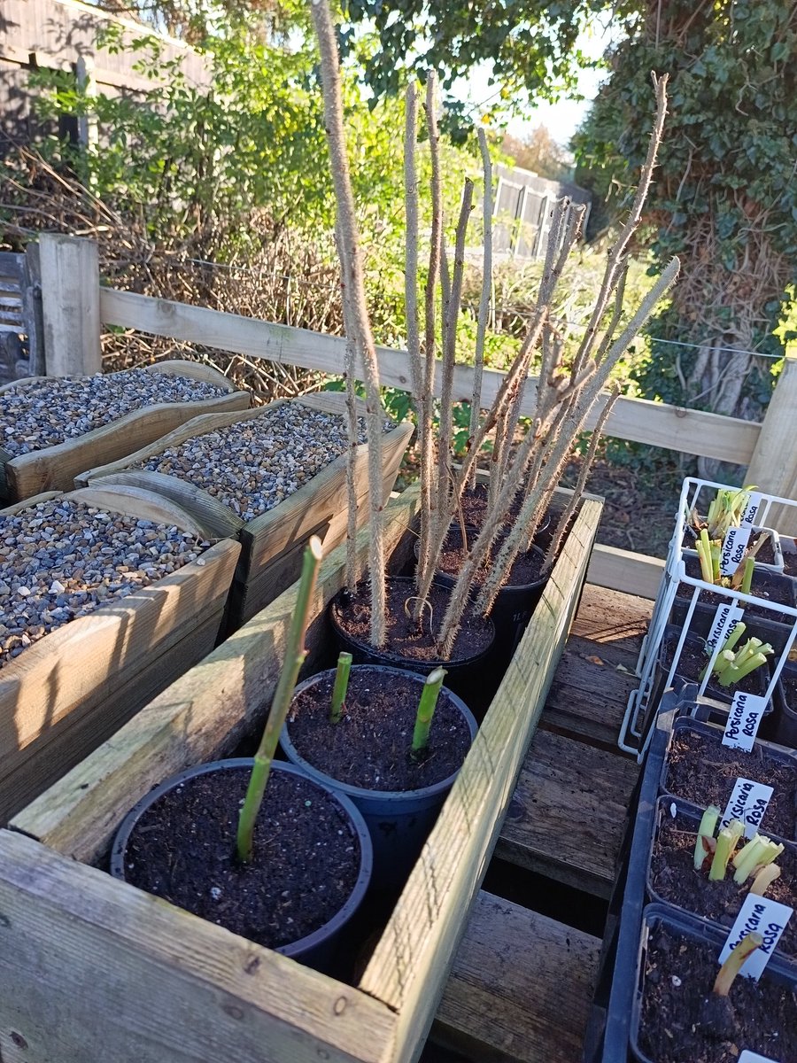 Pots filled with <a href="/BetterGrowing/">Growmoor Better growing</a> #peatfreecompost  flat side pushed into the pot 5 to a pot firm and water in well. These are great for hedgerow and have lovely hips at the end of the summer into the autumn.
Also taken some birthday girl rose cuttings. 🤞🤞