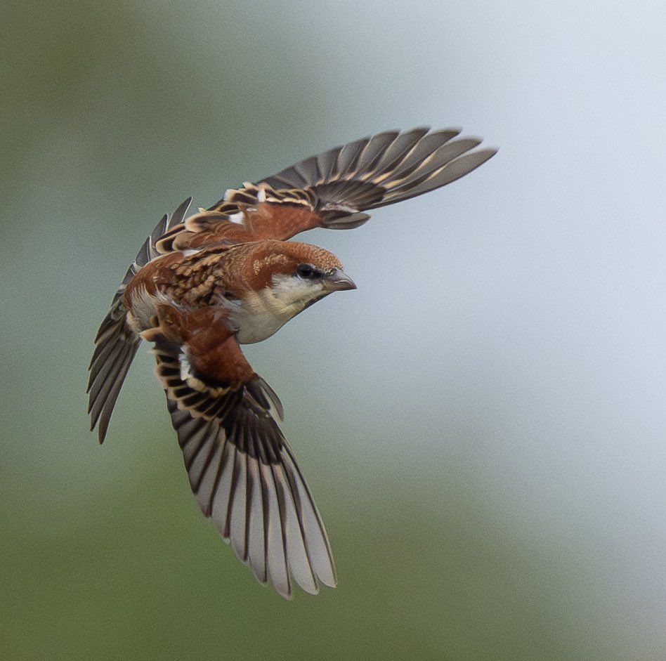 ６７羽の白いウサギページ 67羽の白いウサギページ 右向き立ちウサギ（中）｜WooBia公式