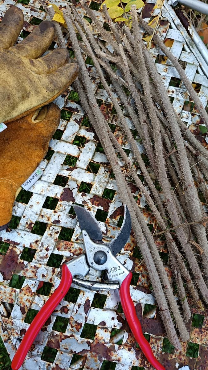Time to take some hard wood Rosa rugosa  cuttings 12" long flat cut at the bottom and diagonal cut just above a bud at the top.