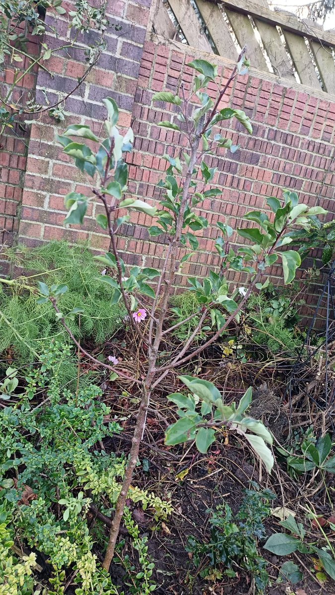 Remember the £6 fruit trees I bought from Tesco back in February well they've all survived the drought and looking good