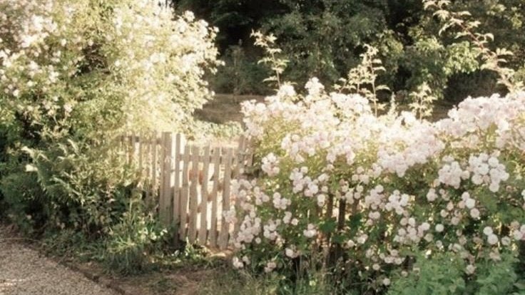 LovelyCuteDaily's tweet image. 