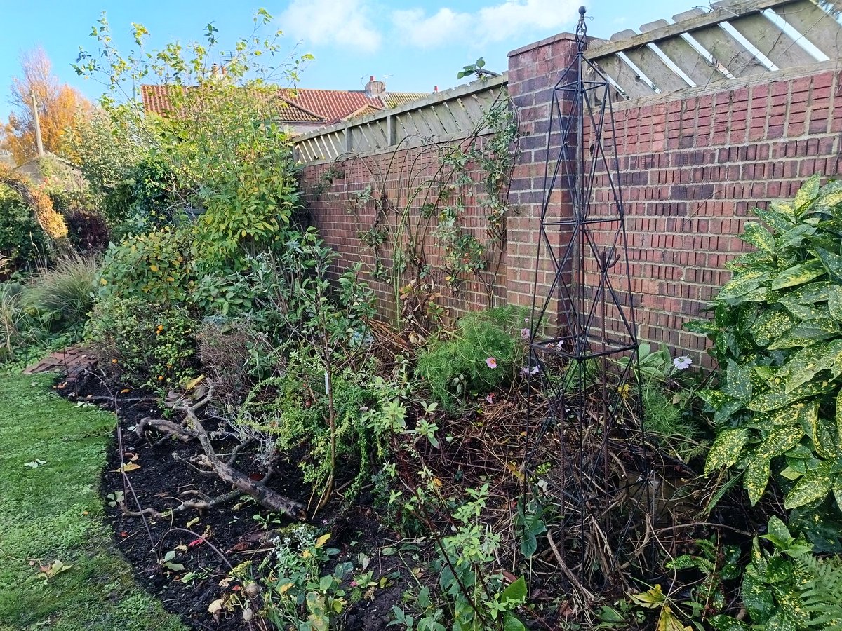 Tackling the rambling and wild rose hooping it around wires on the wall rather than it growing upto the sky. Training off anything going the wrong direction.