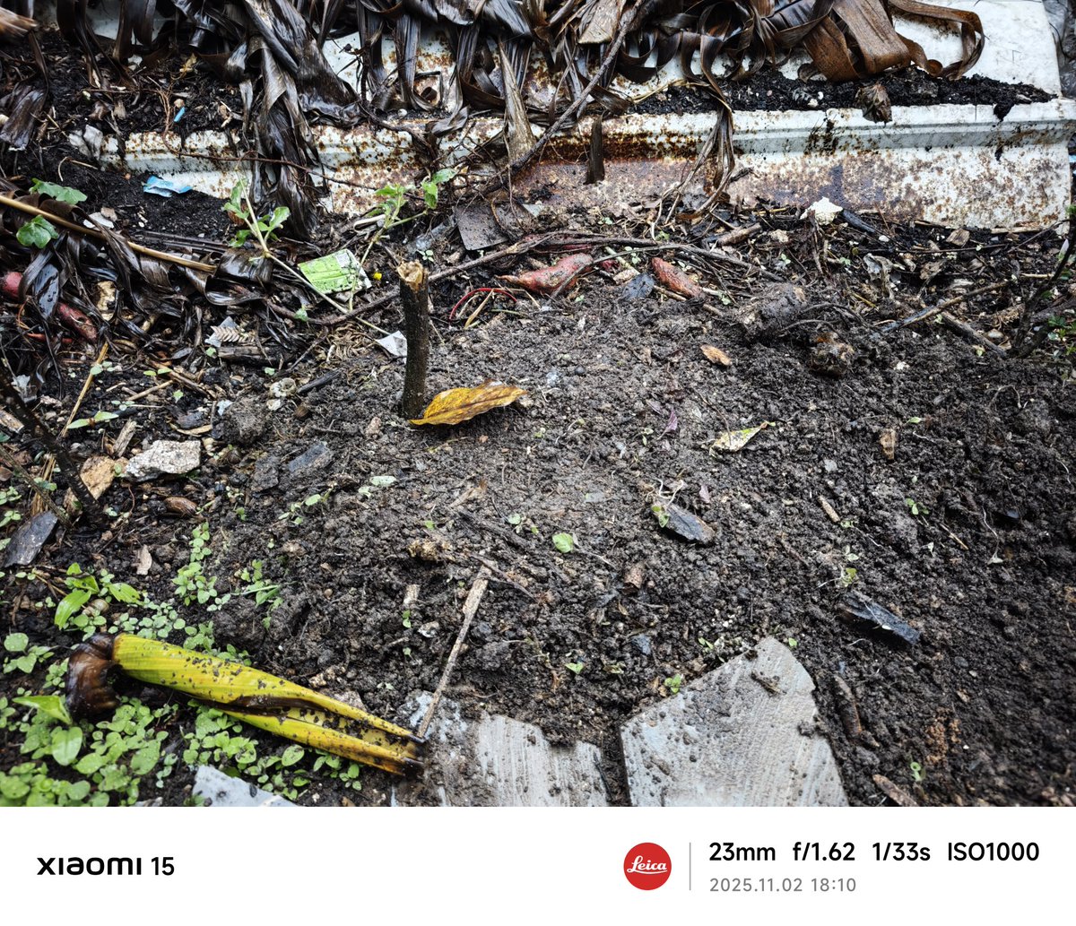 Rest in peace, little fella.
Even though I don't know you, but I can see you've been struggling to survive.
To your poor soul, may you rest in peace