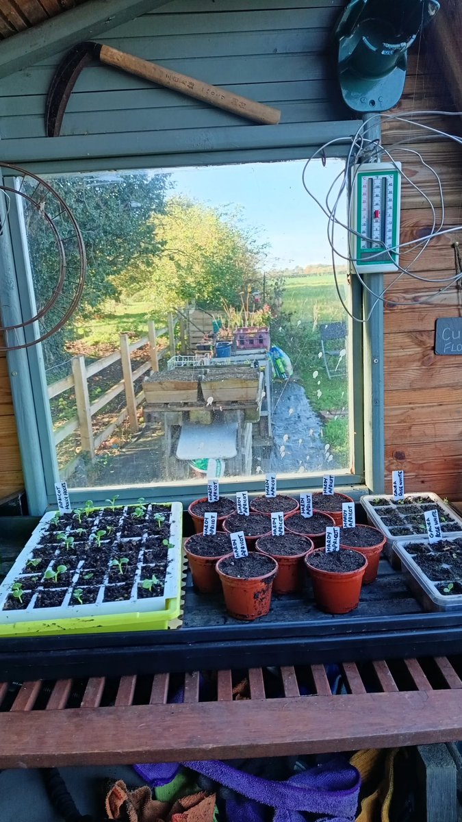 Remember the enormous harvest of Apricots I got this summer well I saved several stones and they've been in the freezer for 2 months and thought I'd plant up 10 of them and the others will remain in the freezer and be planted up in the spring #experiment