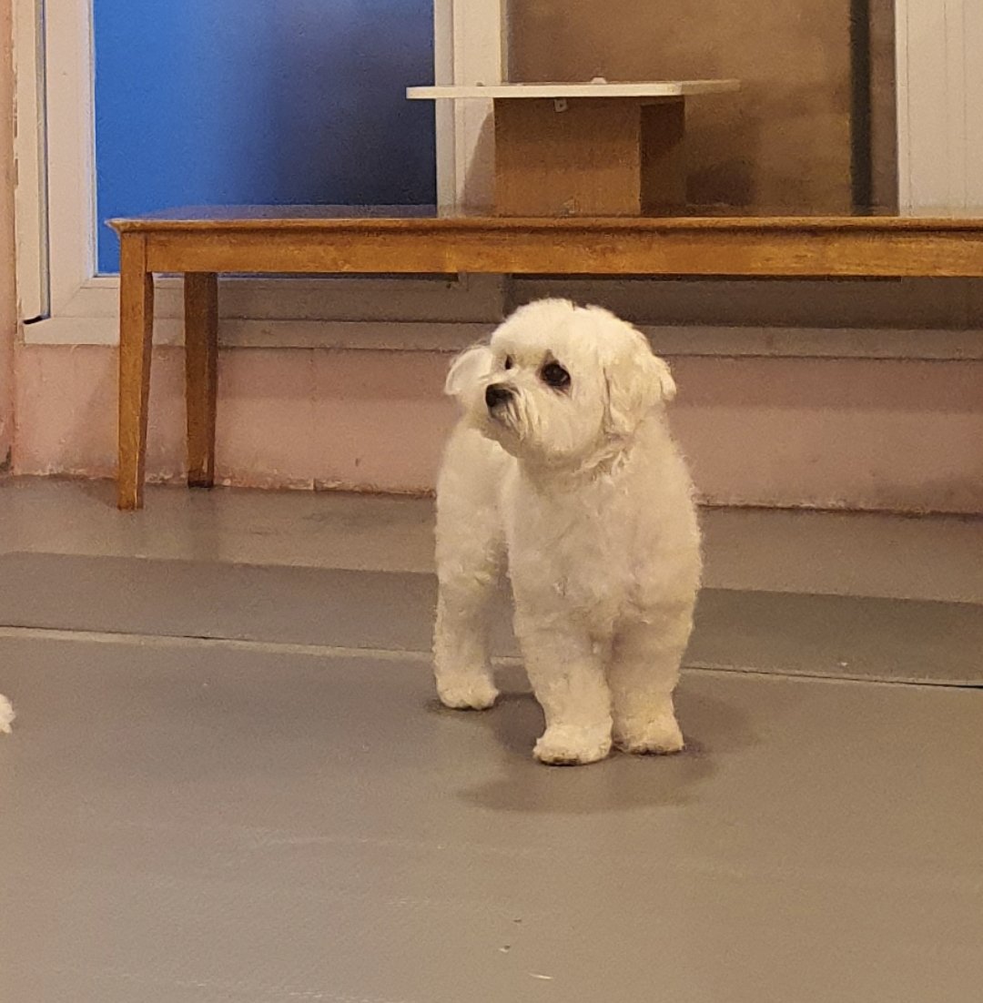 doori0714's tweet photo. 그러고 2023년 7월 14일
드디어 만나게 된 우리 강아지

위생+목욕이랑 간단한 털정리만 맡겨서 뽀송해진 강아지 https://t.co/zgX4wNaIDe