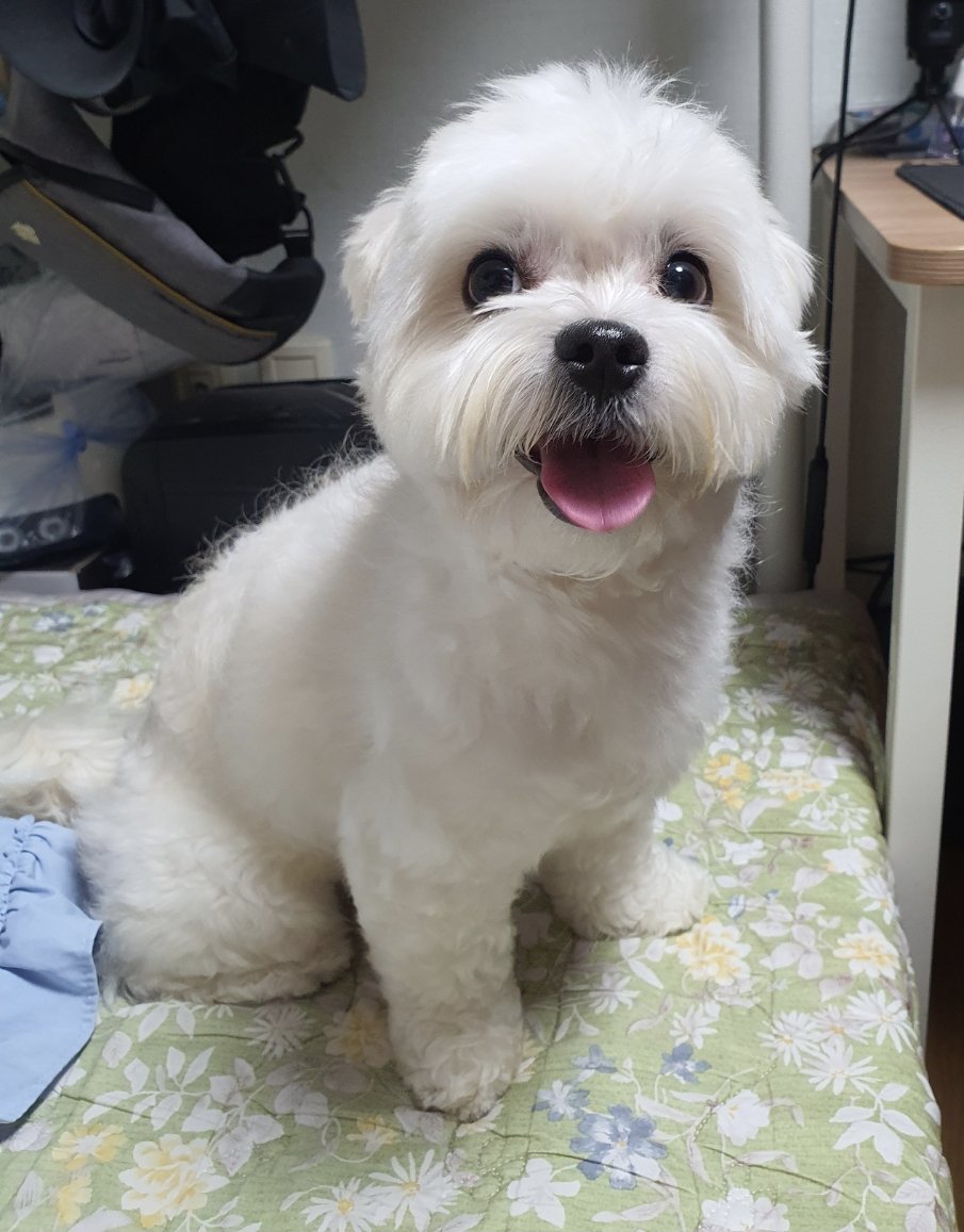 doori0714's tweet photo. 다사개에서 나오고 언덕길 오르자마자 엄~~~~청 낑낑거리면서 울어서 차 잠시 멈추고 켄넬에서 꺼내고 안아서 20분을 달렸다.

그러고 마주한 우리집 강아지 두리 https://t.co/s3NH9ENnOh