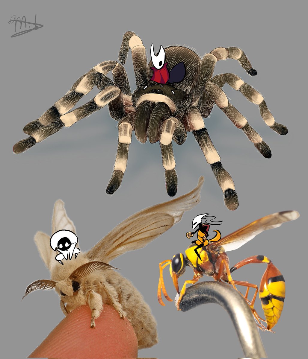 PhantomArtGamer's tweet image. Bugs

#Silksong #silksongfanart