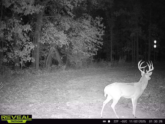 MJ was on 3 different cams last night, neighbor’s cam and saw him twice this morning. I hope he’s got a bit of smarts to see another bday! 😬