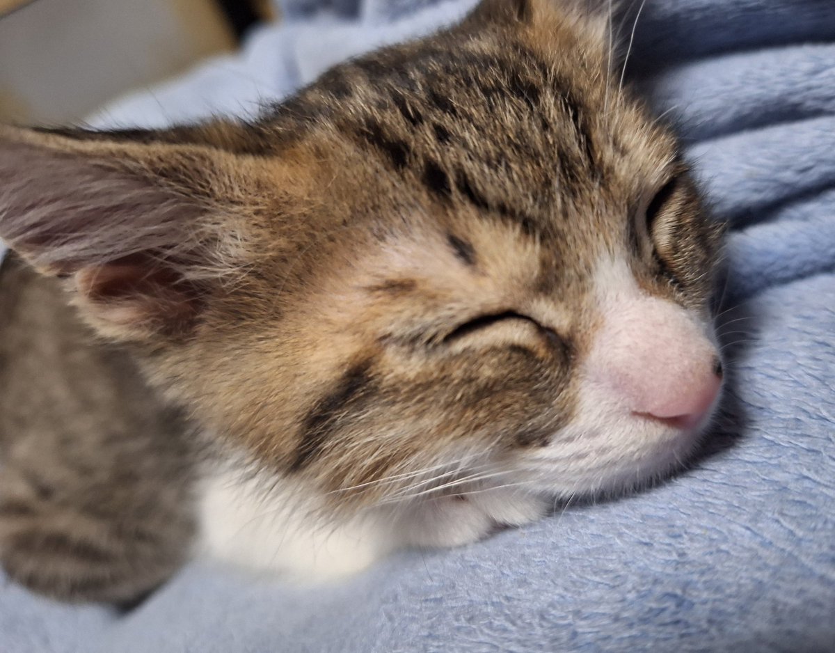 金曜の夕方あたりから謎の体調不良で寝込んでたワイです…。
寝込んでるのワイの腕を30分置きに本気噛みして起こしてくる悪魔がこちらになります…。