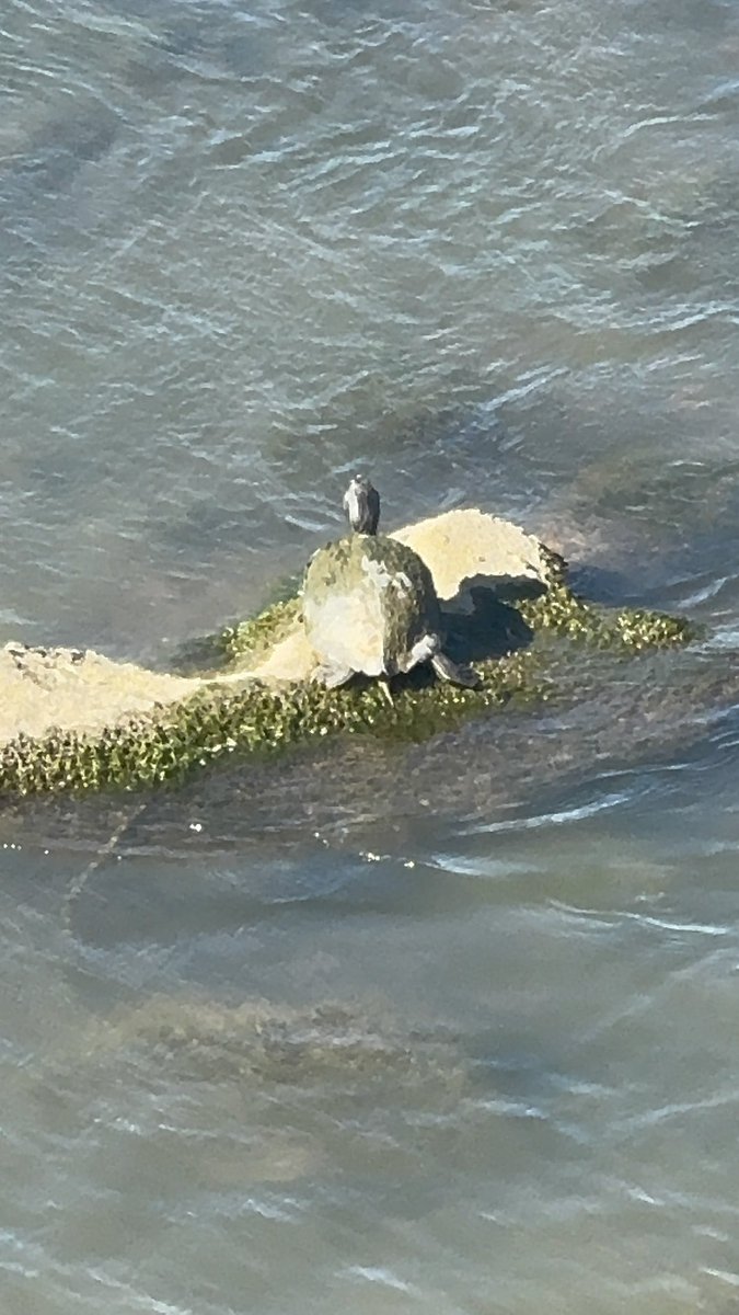 SamFlo16's tweet image. Me and my love decided to go for a walk about an hour away from home. I wasn’t having the best mindset, so he decided to show me this trail, how romantic. The walk and the weather was lovely. Very much enjoyed all the nature and him as well ❤️ I love you, I ❤️
#nature #trail