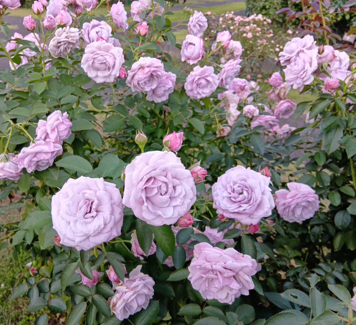 ベランダのバラ (@wFPUIDPcFsETHlv) / Posts / X