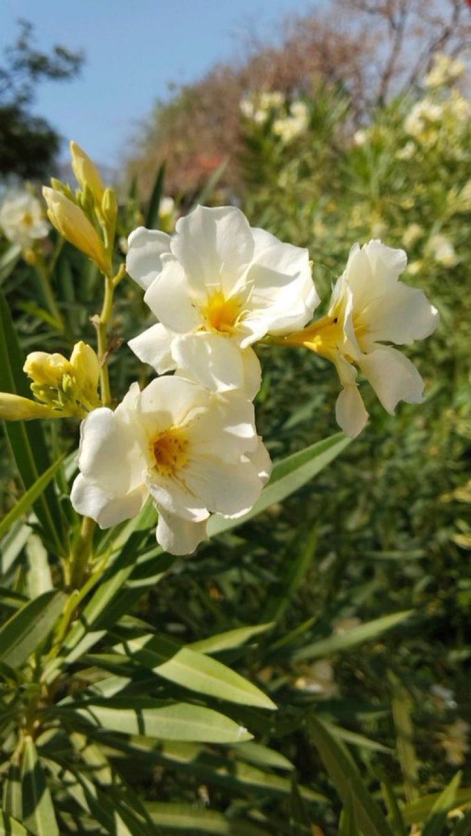 For sharing and making.