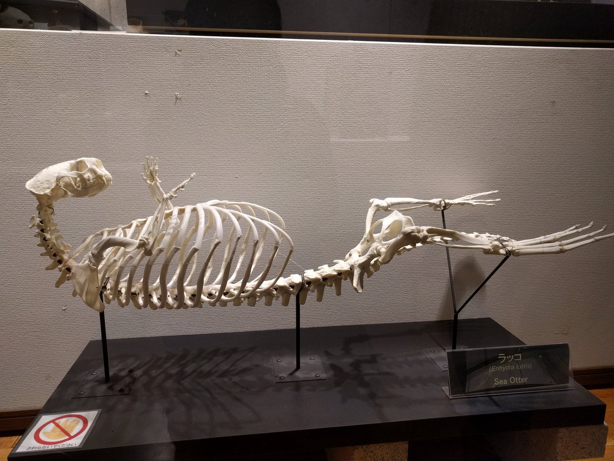 参考としてラッコといえばのポーズの骨格も(こちらは鳥羽水族館にて)。これでもだいぶ前肢が短い気がする。