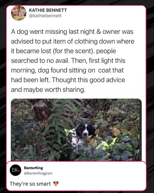 DogOwnersGlobal's tweet image. Worth knowing about 👇#Dogs #DogsOfX #MissingDog #Doglost #DogsLover #DogLovers