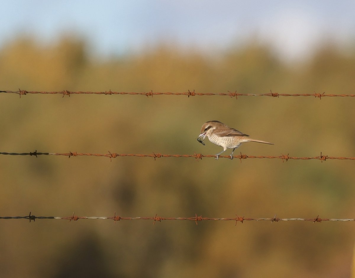 Brown Shrike with catch, at Hollesley Common, in beautiful autumnal sunshine. <a href="/Natures_Voice/">RSPB</a> <a href="/RSPBEngland/">RSPB England</a> <a href="/BTO_Suffolk/">BTO Suffolk</a>
