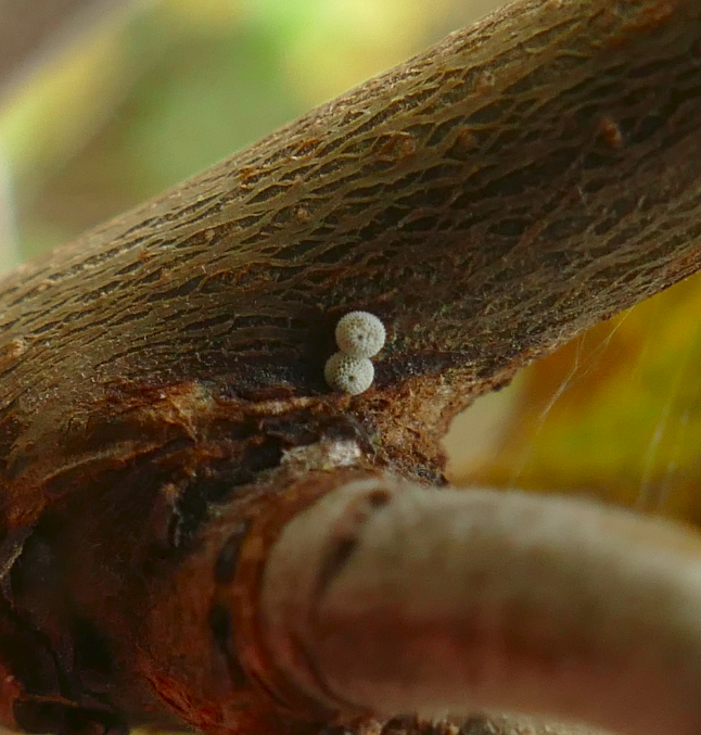 sesame86's tweet photo. Four Brown Hairstreak eggs at Ponders End Lake, Picketts Lock this morning - all in one particular spot and didn't find any more on blackthorn in the wider area https://t.co/hFHydGoDvF
