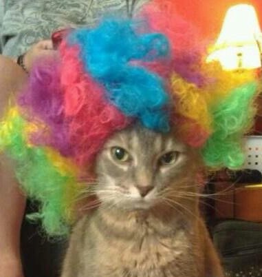 lee know as cats 🐱 (@linoascats) on Twitter photo 