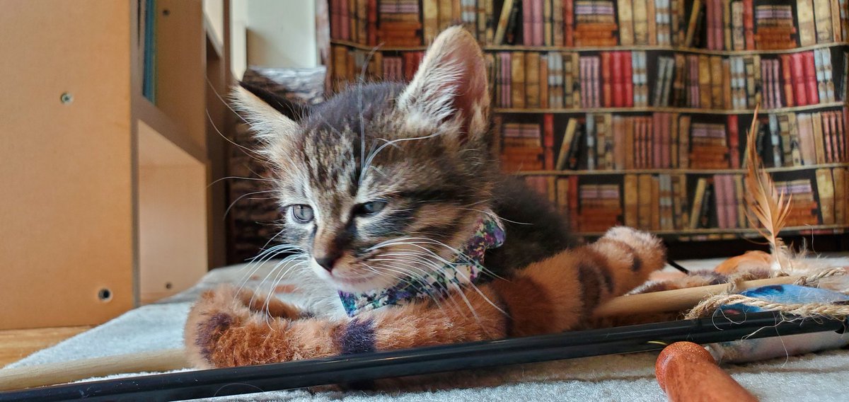 ちまちゃん on X