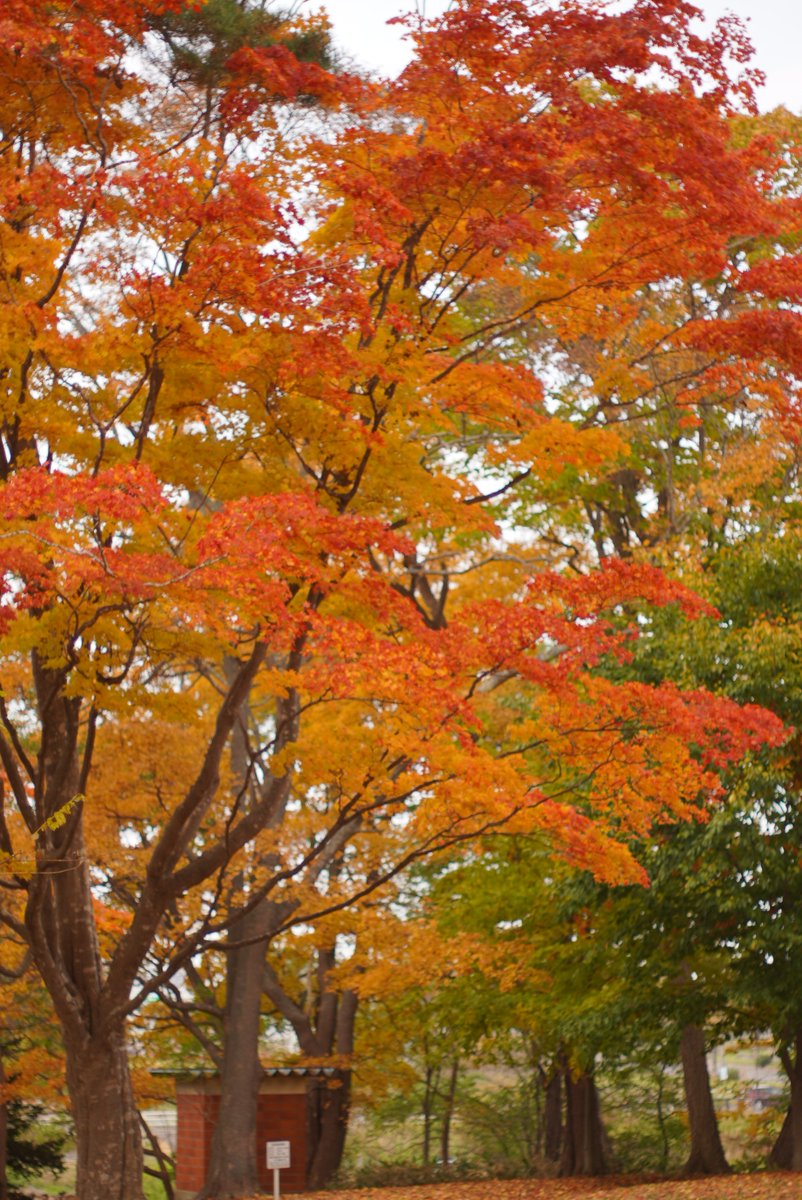 23456mori's tweet image. #千古園
#takumar