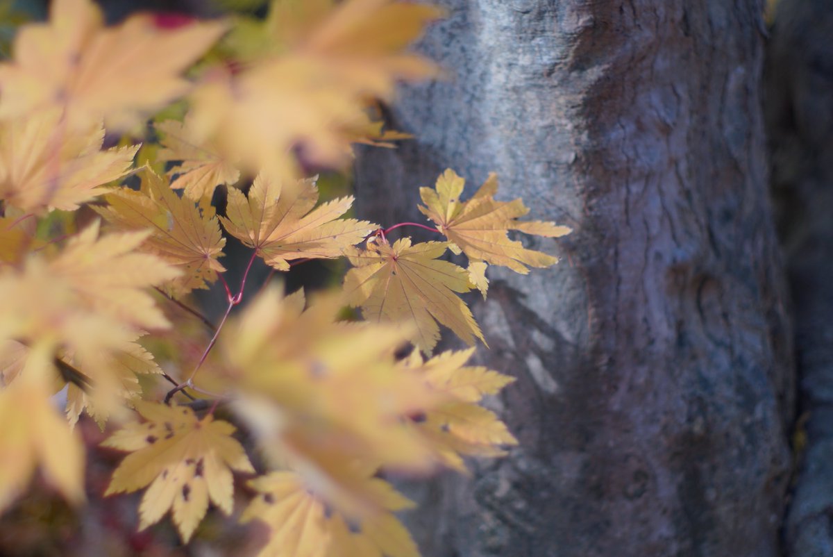 23456mori's tweet image. #千古園
#takumar