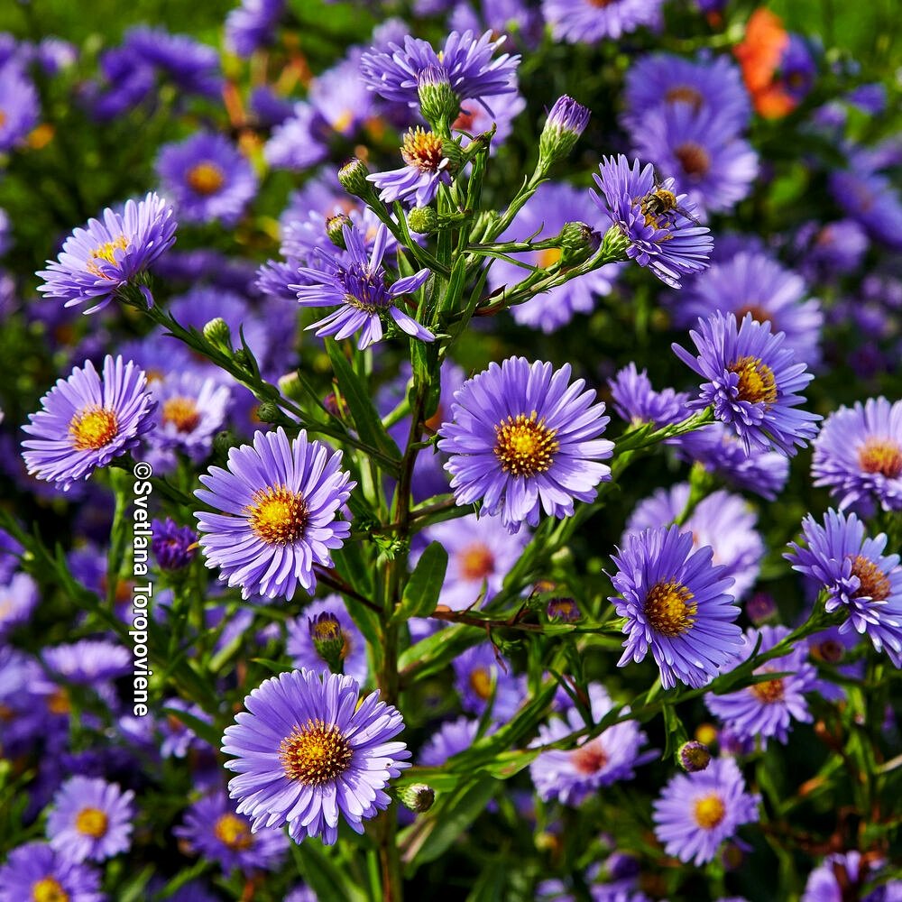 LanaToro21's tweet image. #Photobyme📷 #Octobershots #MyThoughts 

These flowers are the memories of summer in November, when the freshness of the cool air reminds us that winter is coming soon...🪻🍁🪻🍁🪻