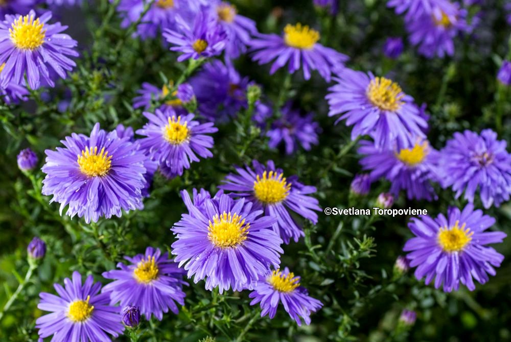 LanaToro21's tweet image. #Photobyme📷 #Octobershots #MyThoughts 

These flowers are the memories of summer in November, when the freshness of the cool air reminds us that winter is coming soon...🪻🍁🪻🍁🪻