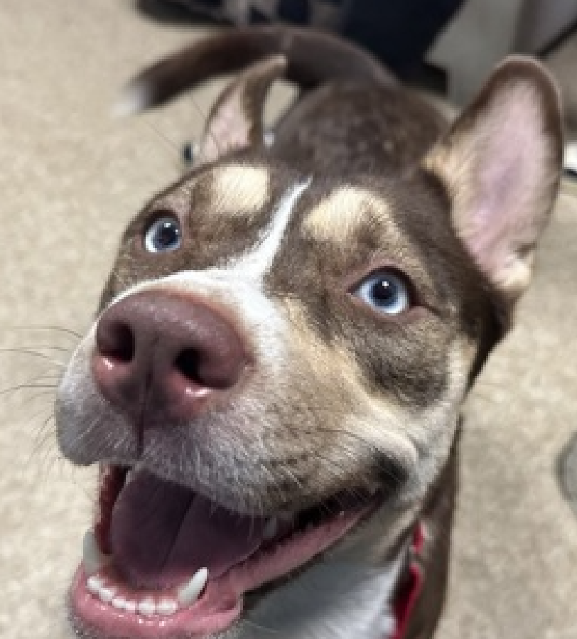 NMBewitched's tweet photo. Good Morning from Mulan 

She would like to remind you she is ready to go home 

#AdoptMe 
https://t.co/UrhwJJqWmt

"Her smile says it all! Lovely on leash, respectful of personal space except for few silly hugs, Mulan is the girl who is cozy & comfortable. On our walk, she checked in often & was curious about other pups at times but treats worked their magic. Her behavior assessment suggests she may be more comfortable in an environment where family members are at home. Could that be yours?"
