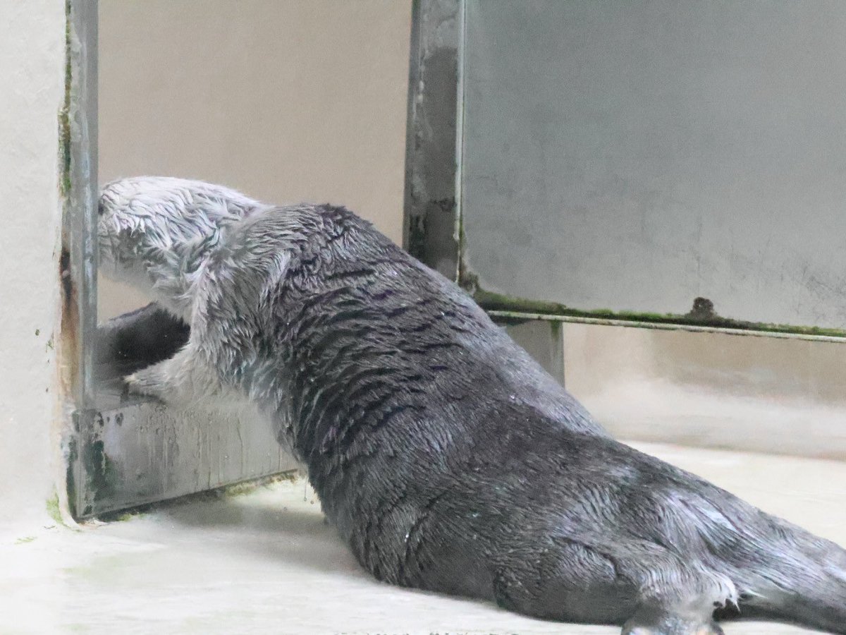 ラコすけ🦦🔰 on X