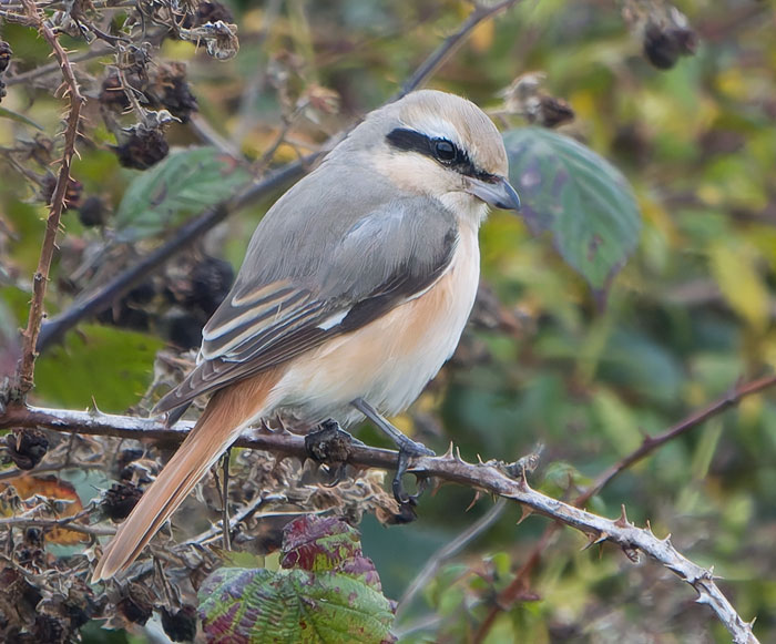 I've enjoyed 14 Isabelline Shrikes since my first at Sidlesham in 1975 but, since the taxonomic split with Red-tailed Shrike, apparently none of them is good enough now – until this gorgeous adult male at Lady's Island Lake. What a beaut!