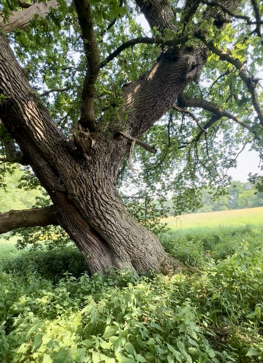 Worked out that this tree near my house is 360 years old! Planted around 1666?!!how incredible is that <a href="/LeicsWildlife/">Leicestershire & Rutland Wildlife Trust</a> <a href="/TheKentAcorn/">The English Oak Project</a> It just sit there looking all majestic, magnificent and magical! The things it’s seen! 🪾