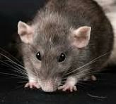 LUIS RATTI

ERES:

🔴Rata.
🔴Zoofilico (coge perra).
🔴Estafador.
🔴Sucio.
🔴Cucaracha. 
🔴Sabandija.
🔴Delincuente. 
🔴Tarifado. 
🔴Enchufado.
🔴y un come mierda.