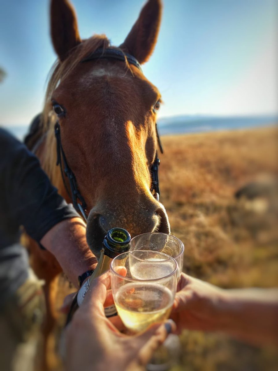 horse clinking glasses drinking champagne sparkling wine celebration cheers special occasion