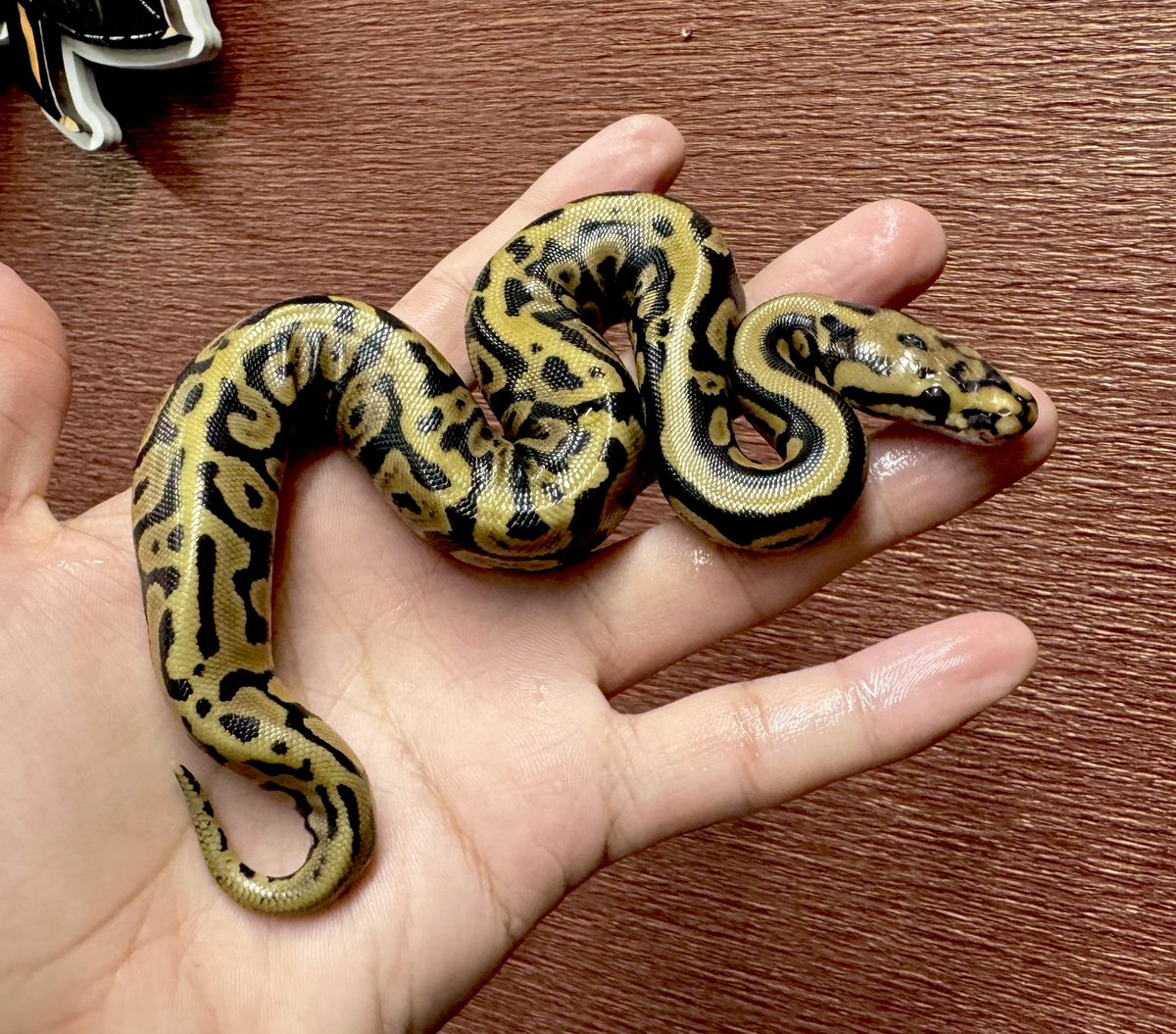 ジロー様 ジロー on X